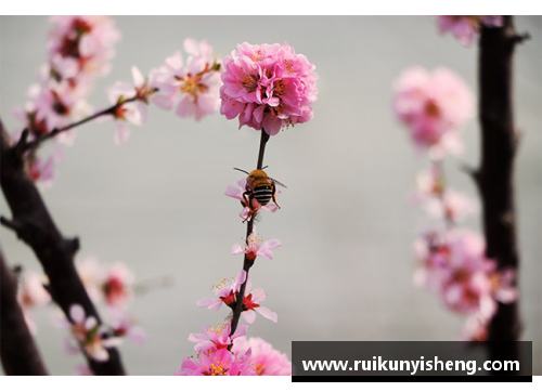 蝶恋花香，蜂采蜜意——探寻繁花似锦的多情季节